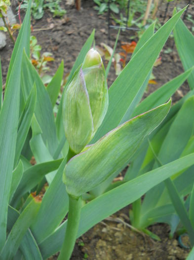 2312 - primavara 2015