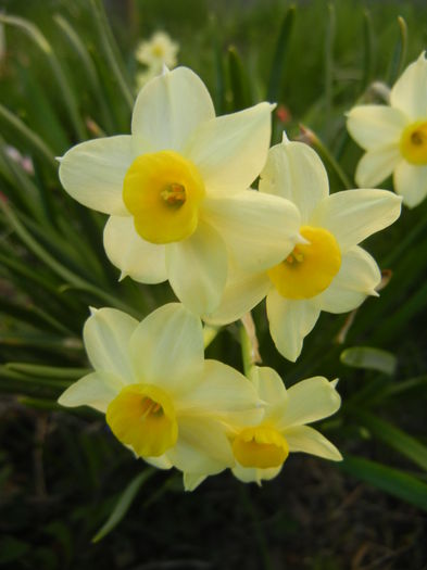 Narcissus Minnow (2015, April 11) - Narcissus Minnow