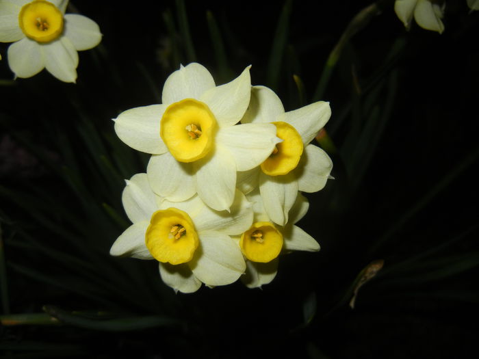 Narcissus Minnow (2015, April 12)