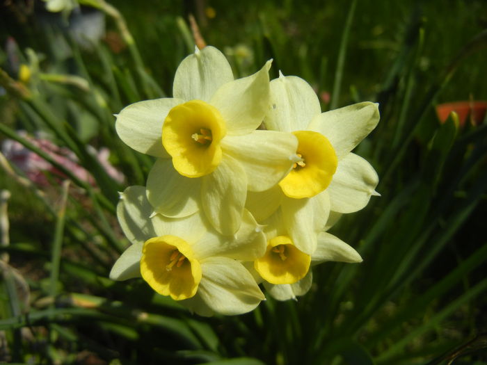 Narcissus Minnow (2015, April 13) - Narcissus Minnow