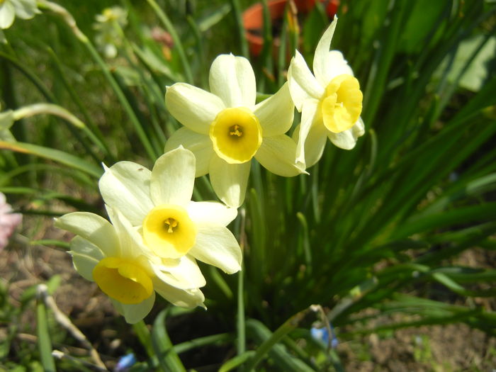 Narcissus Minnow (2015, April 13)