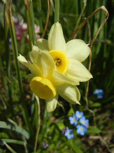 Narcissus Minnow (2015, April 13)