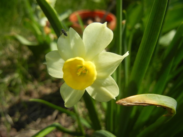 Narcissus Minnow (2015, April 13)