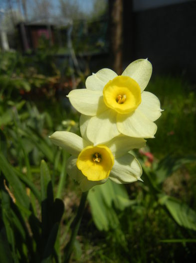 Narcissus Minnow (2015, April 13) - Narcissus Minnow