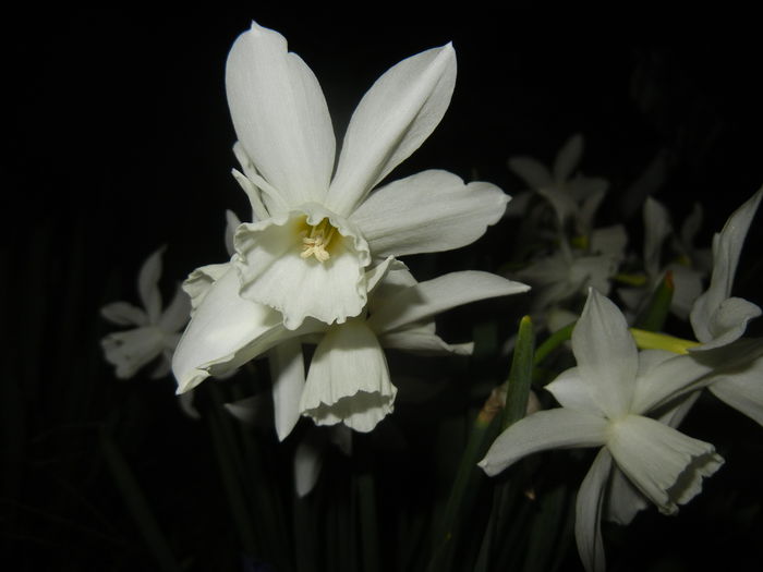 Narcissus Thalia (2015, April 12)