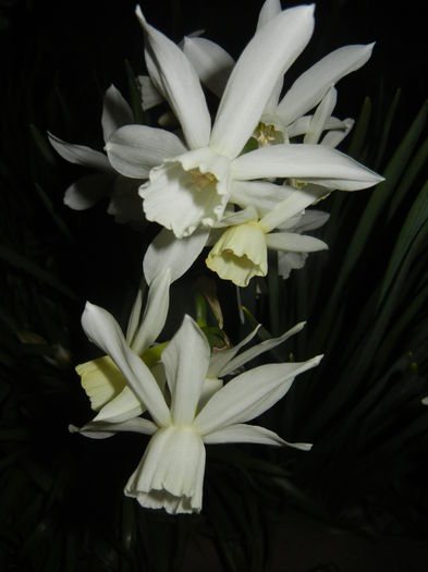 Narcissus Thalia (2015, April 12)