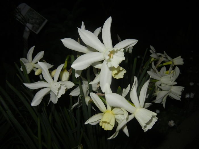 Narcissus Thalia (2015, April 12)