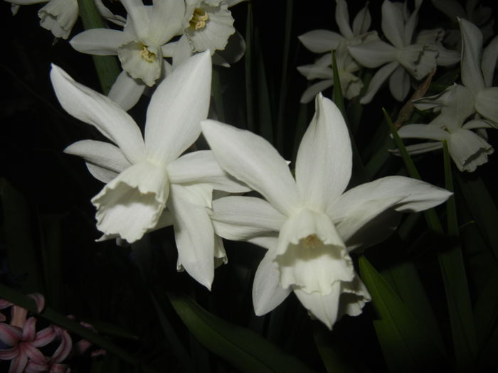 Narcissus Thalia (2015, April 12)