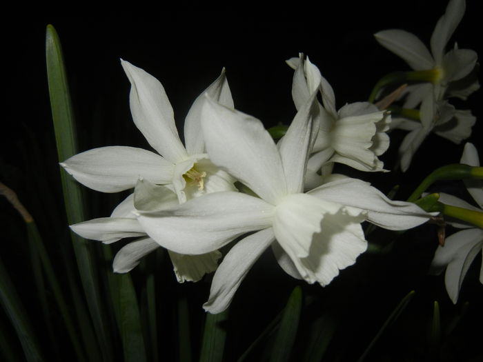 Narcissus Thalia (2015, April 12)