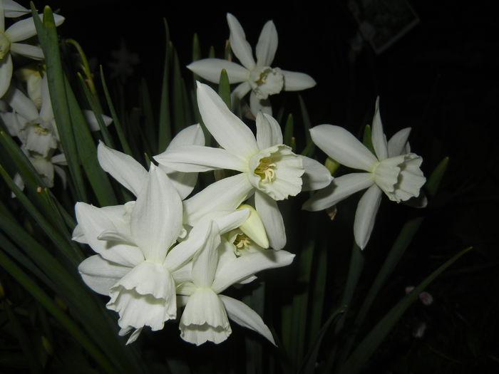 Narcissus Thalia (2015, April 12)