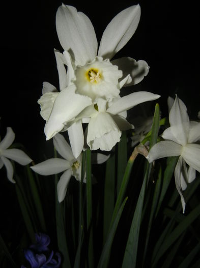 Narcissus Thalia (2015, April 12)