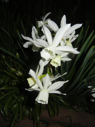 Narcissus Thalia (2015, April 12)