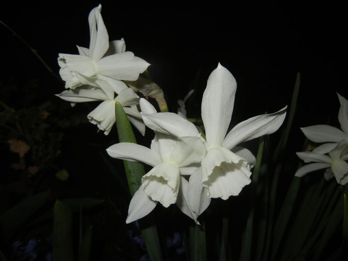 Narcissus Thalia (2015, April 12)