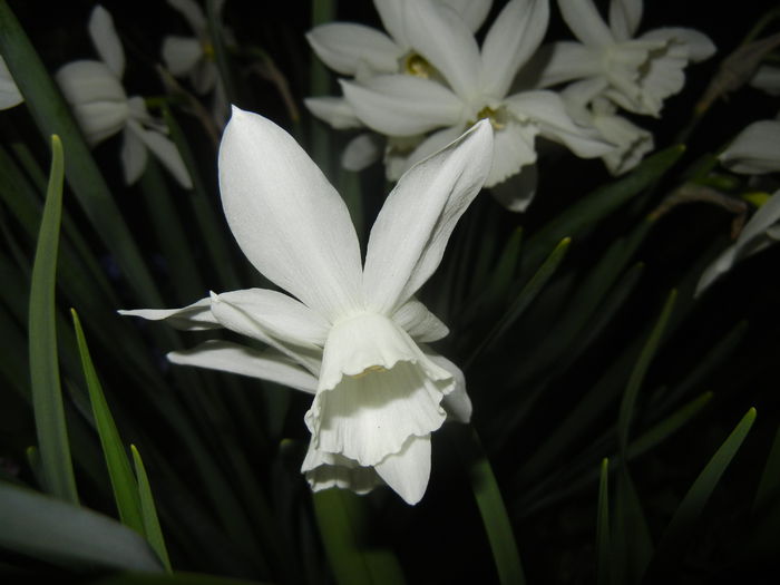 Narcissus Thalia (2015, April 12)