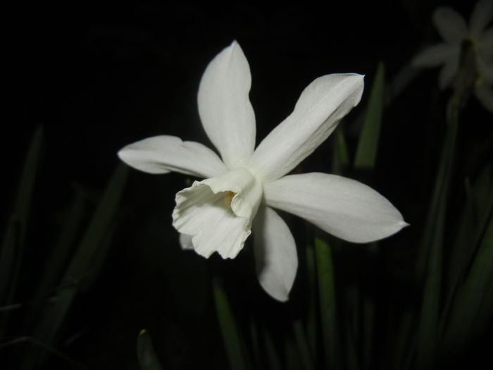 Narcissus Thalia (2015, April 12)