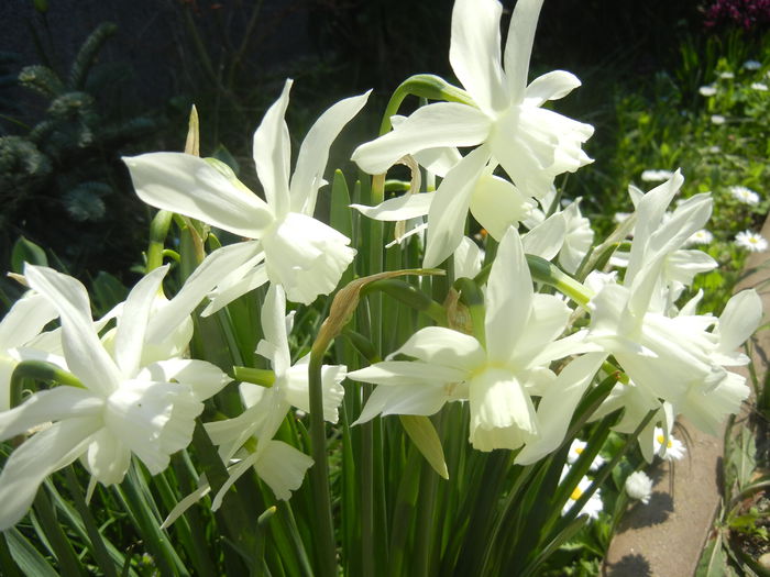 Narcissus Thalia (2015, April 13)
