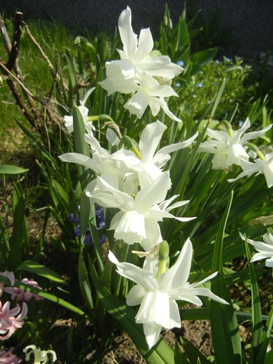 Narcissus Thalia (2015, April 13)