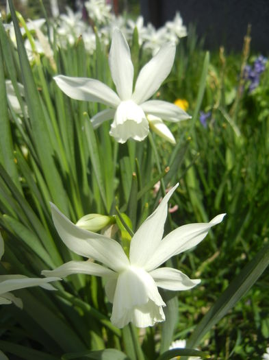 Narcissus Thalia (2015, April 13)