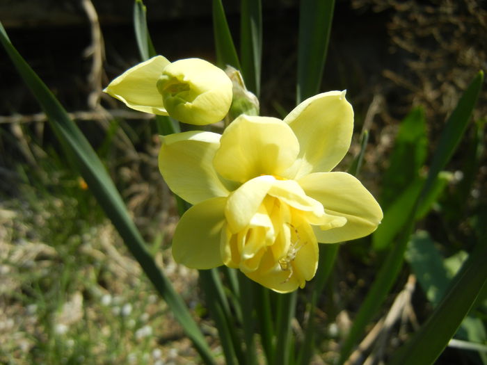 N. Yellow Cheerfulness (2015, Apr.13) - Narcissus Cheerfulness Y