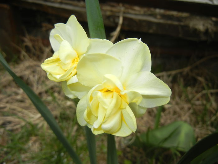 N. Yellow Cheerfulness (2015, Apr.15) - Narcissus Cheerfulness Y