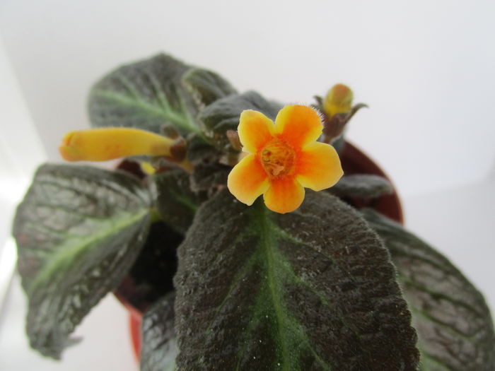 episcia Sun Gold (18-04-2015) - Episcii 2015