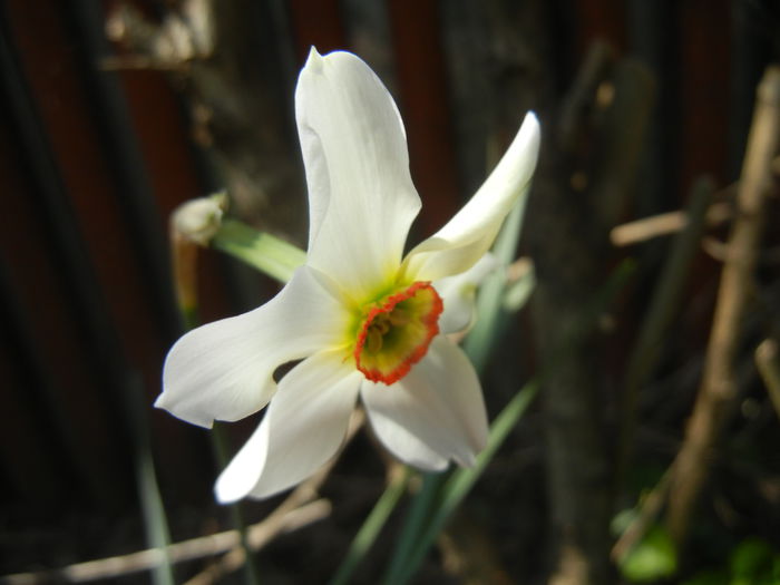 Narcissus Pheasants Eye (2015, April 13) - Narcissus Pheasants Eye