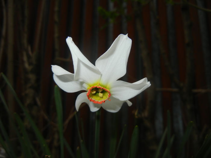 Narcissus Pheasants Eye (2015, April 14) - Narcissus Pheasants Eye