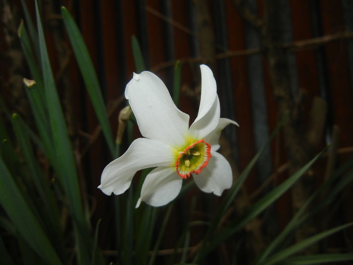 Narcissus Pheasants Eye (2015, April 14)