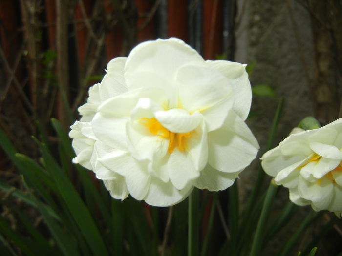 Narcissus Bridal Crown (2015, April 15) - Narcissus Bridal Crown