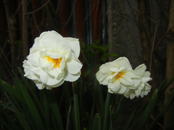 Narcissus Bridal Crown (2015, April 15) - Narcissus Bridal Crown
