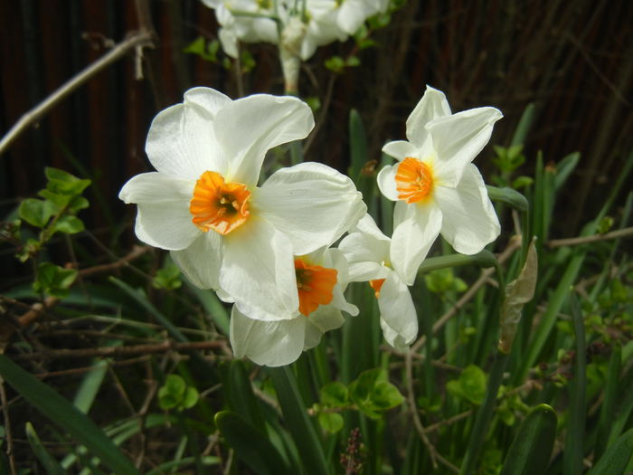 Narcissus Geranium (2015, April 15) - Narcissus Geranium