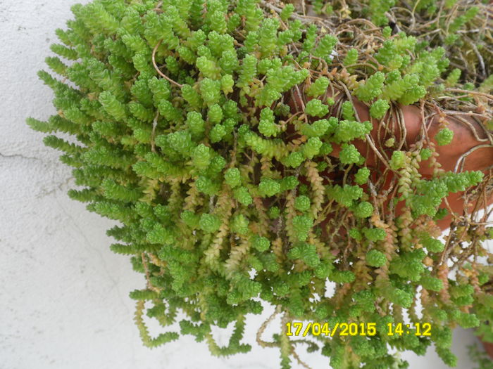 SEDUM ACRE