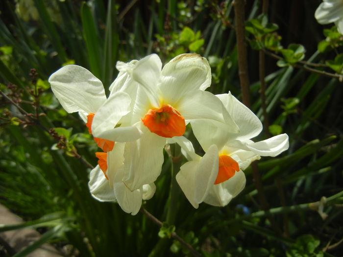 Narcissus Geranium (2015, April 15) - Narcissus Geranium