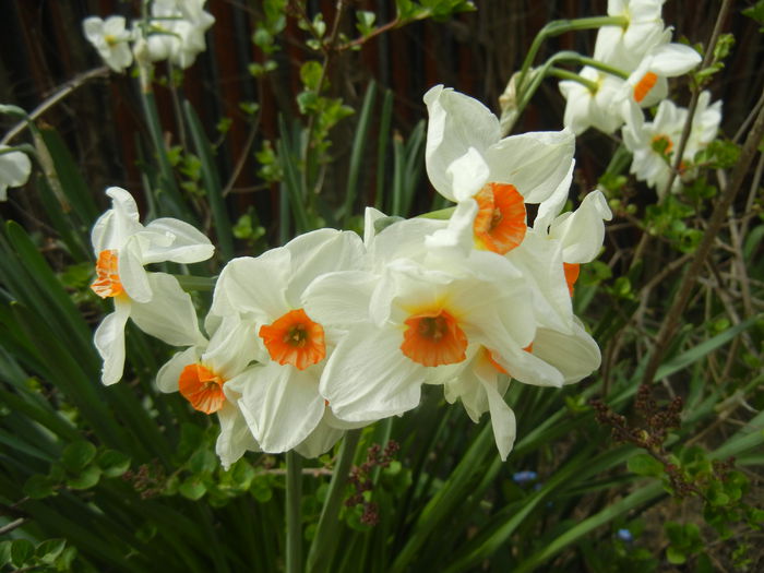 Narcissus Geranium (2015, April 15) - Narcissus Geranium