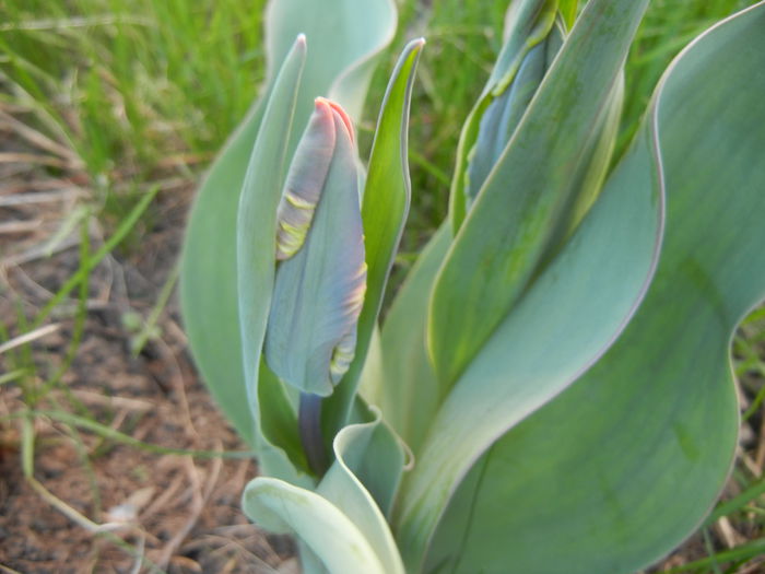 Tulipa Rococo (2015, April 11) - Tulipa Rococo Parrot