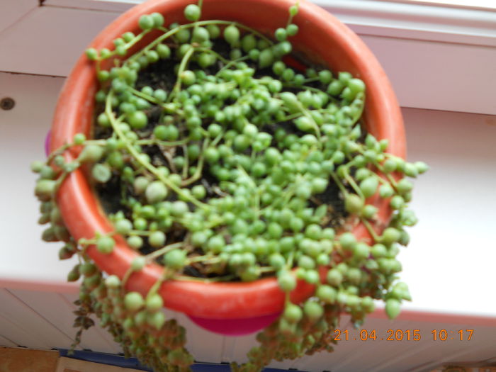 Senecio Rowleyanus