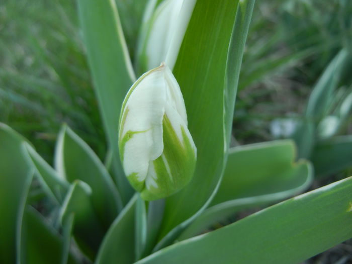 Tulipa Happy Generation (2015, April 11)