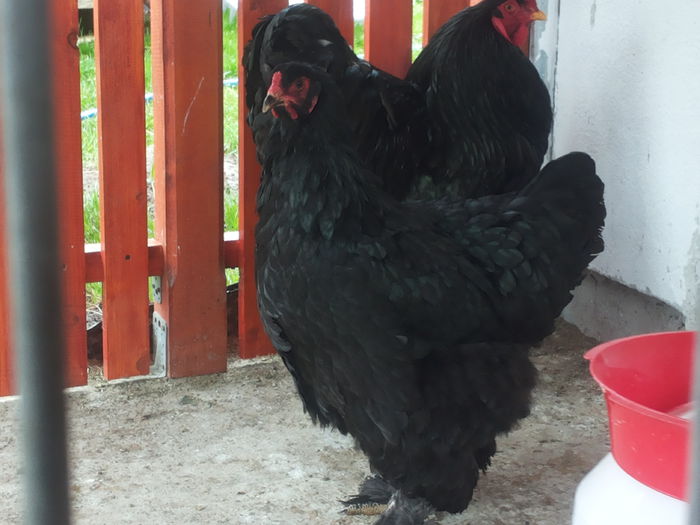 20150414_135039 - Brahma negru  2015