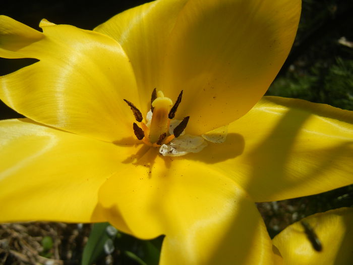 Tulipa Candela (2014, April 13) - Tulipa Candela