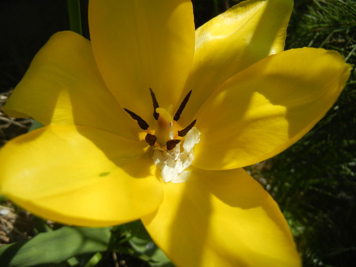 Tulipa Candela (2014, April 13) Tulipa Candela (2014, April 13)