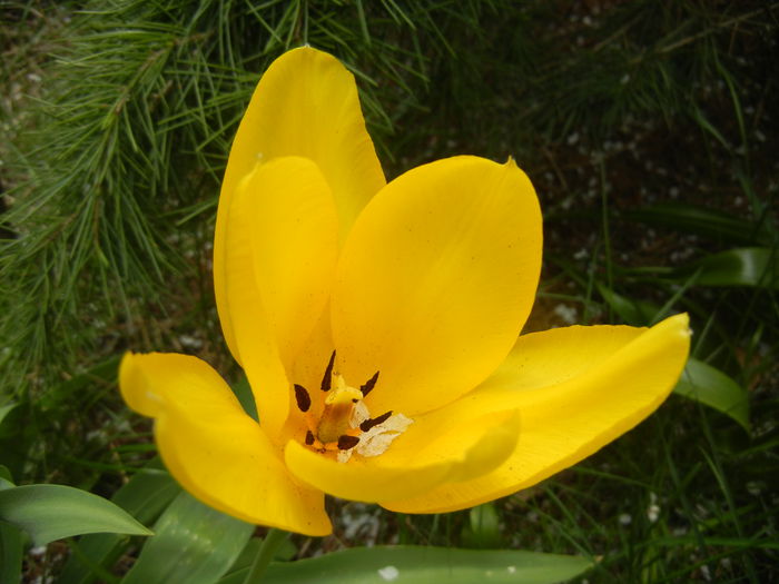 Tulipa Candela (2014, April 15) - Tulipa Candela