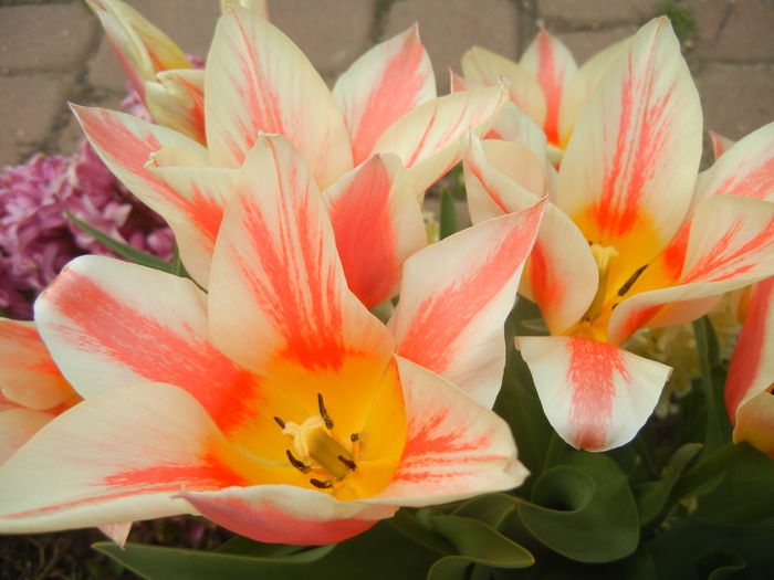 Tulipa Quebec (2015, April 15) - Tulipa Quebec