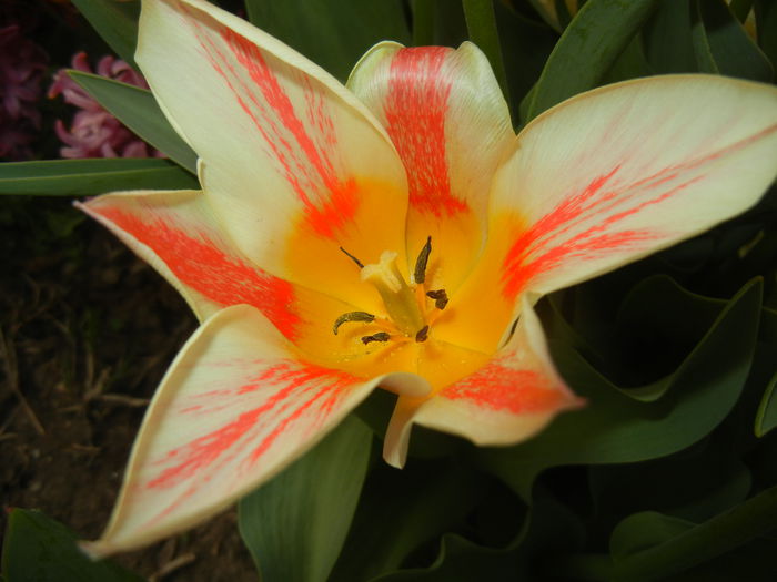 Tulipa Quebec (2015, April 15) - Tulipa Quebec