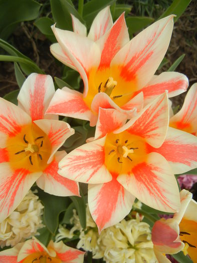 Tulipa Quebec (2015, April 15) - Tulipa Quebec