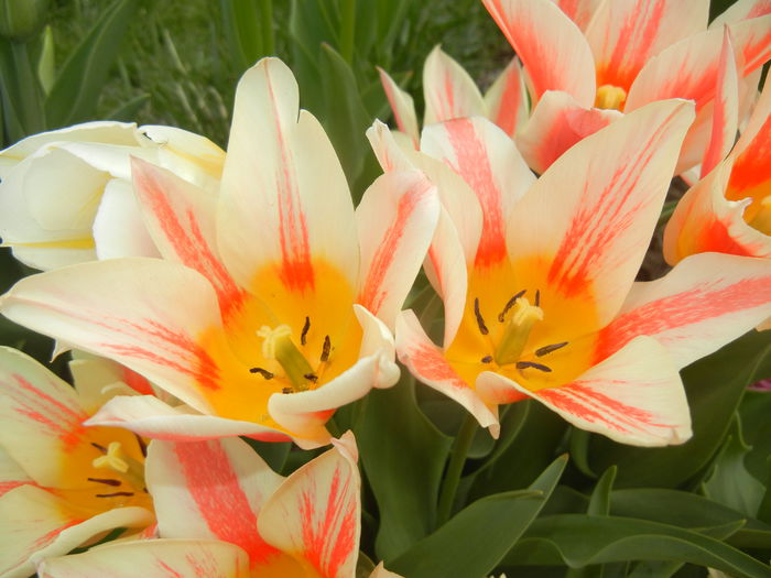 Tulipa Quebec (2015, April 15) - Tulipa Quebec