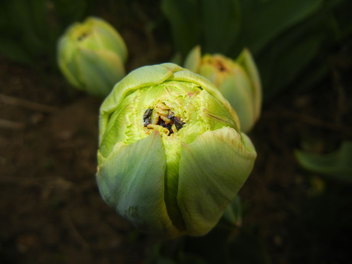 Tulipa Esprit (2015, April 15) - Tulipa Esprit