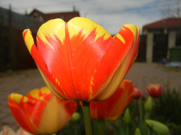 Tulipa Banja Luka (2015, April 15)