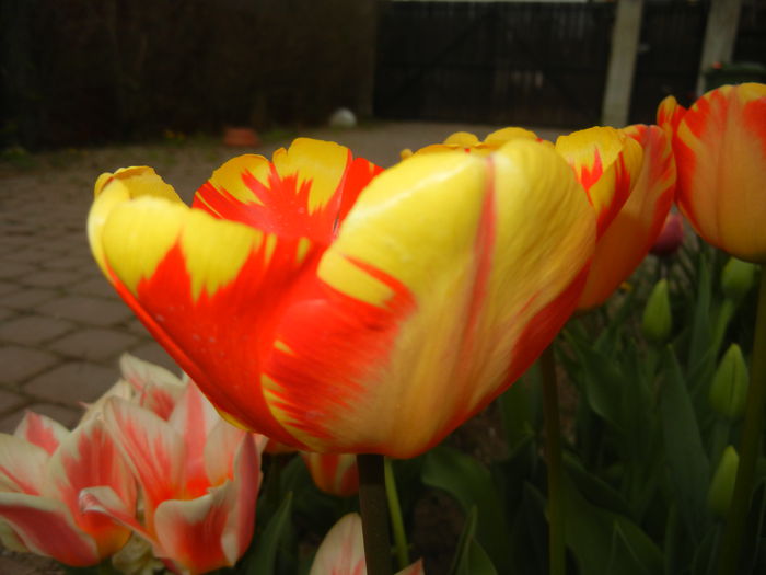 Tulipa Banja Luka (2015, April 15) - Tulipa Banja Luka