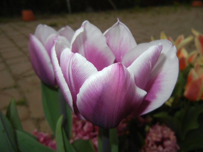 Tulipa Synaeda Blue (2015, April 15) - Tulipa Synaeda Blue