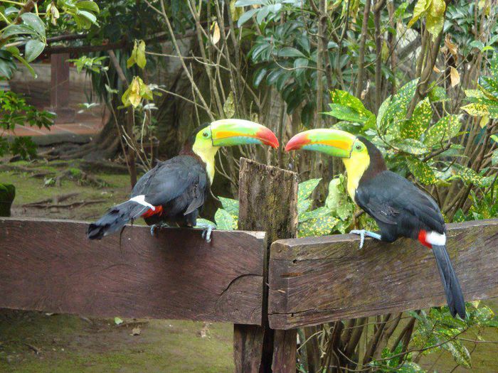 TUCAN - FRUMUSETI  MONDIALE